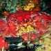 crab_reef_nr_h_0705_png0980.jpg